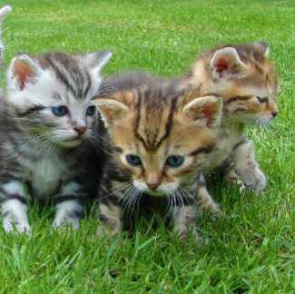 Gifts For Cat Lovers
